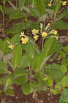 Cowslip primrose